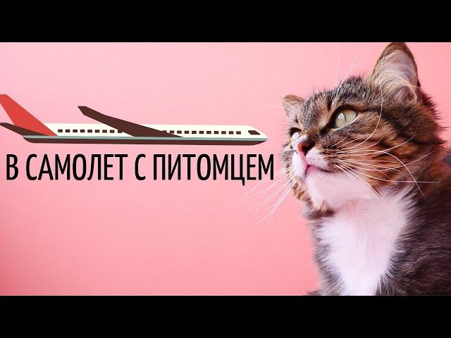 Как перевозить кошек и собак в самолете? Правила Перевозки 2020!