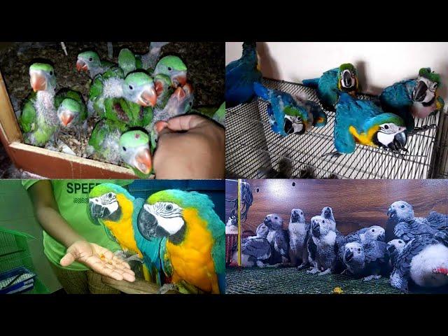 Grey Parrot Breeding Farm in karachi Macaw Cockatoo - parrot hatching eggs @HSNEntertainment