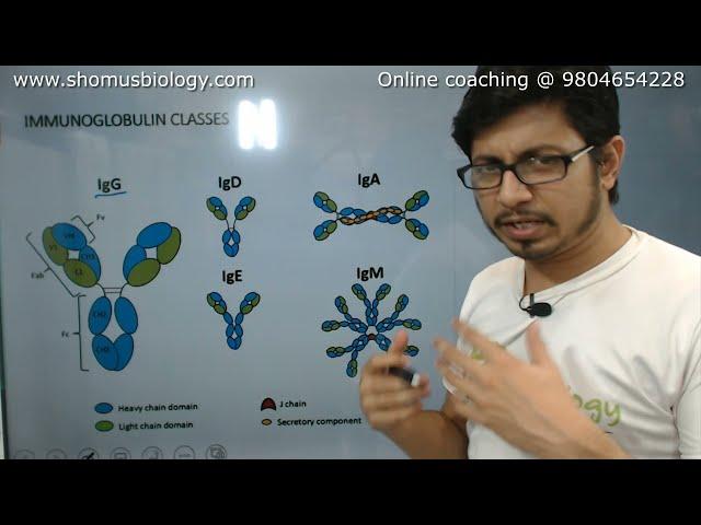 Antibody structure and function | Immunoglobulin