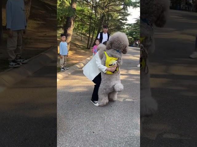 Giant Poodle Afraid of Little Teddy#funnydogs #shorts