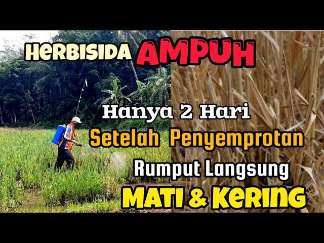 HERBISIDA AMPUH  Sekali Semprot Rumput Langsung Mati dan Kering Sampai Akarnya. 