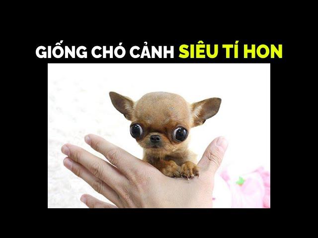 Chó Chihuahua Teacup  – Chú Chó Cảnh Tí Hon Nhỏ Nhất Thế Giới! - Những Điều Cần Biết Khi Chăm Sóc.