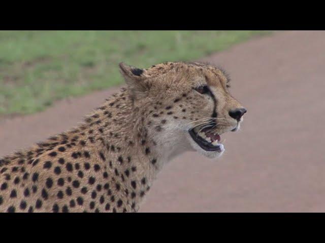 Distressed Cheetah searches and calls for his missing brother