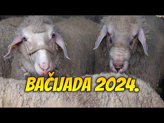 Sabor Bačijara - Stamnica 2024.