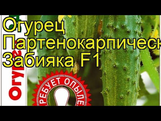 Огурец партенокарпический Забияка F1. Краткий обзор, описание cucumis sativus Zabiiaka F1