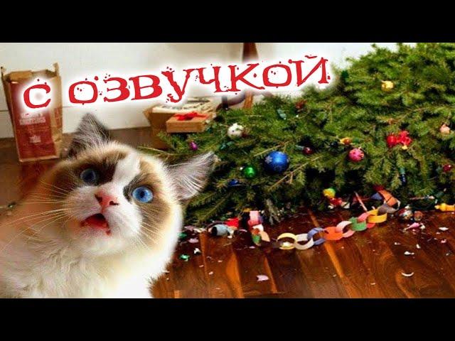 Funny Animal Videos 2023 - Funniest Dogs and Cats Videos #19