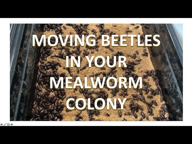 MEALWORM FARMING FOR BEGINNERS - Moving Beetles In Your Mealworm Colony