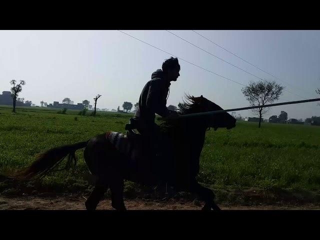 Horse Riding and Training of Neza Bazi || aminpur Arqam Cheema gujranwala cantt