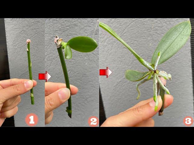 Unbelievable! With this method, the orchid will grow many young buds and bloom non-stop.