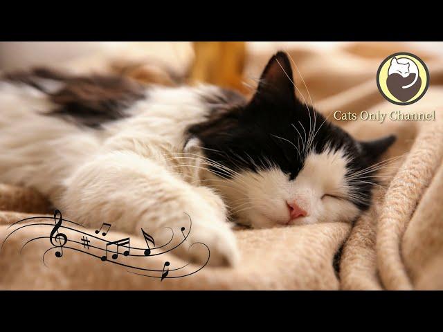 Calming Music for Cats -  Relaxation, Deep Sleep, Stress Relief, Peaceful Piano Music