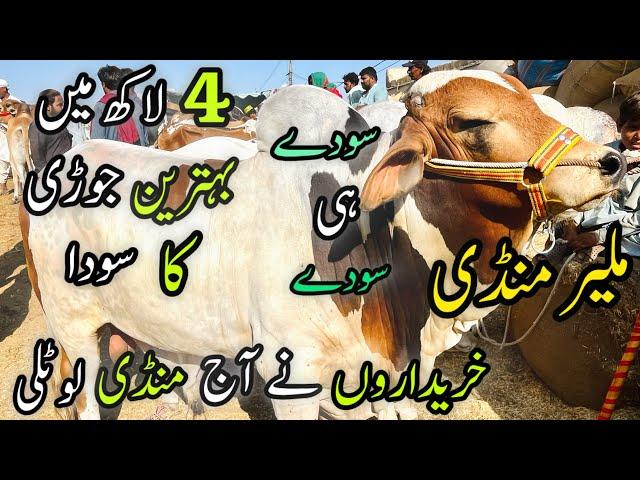 Malir Mandi Karachi Cattle Rates Update | 14 May 2024 |  Cow Mandi 2024 | | Bakra Eid Season 2024