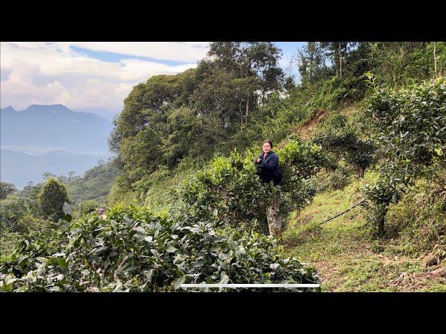 Go pick tea on the top of Tay Con Linh mountain, San Tuyet tea star in Ha Giang/ ly tieu tho