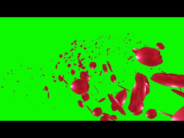 Flying Rose Petals Green Screen Animation Effects Full HD video