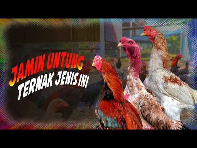 Jenis ayam yang memiliki harga jual mahal di indonesia