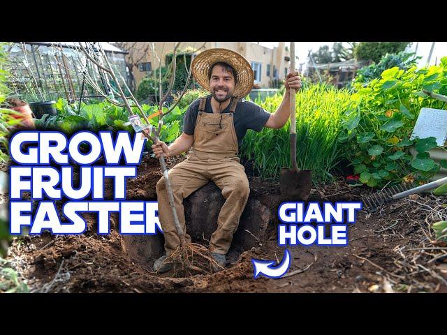 How To Grow A Fruit Tree Faster | The Multiyear Hole