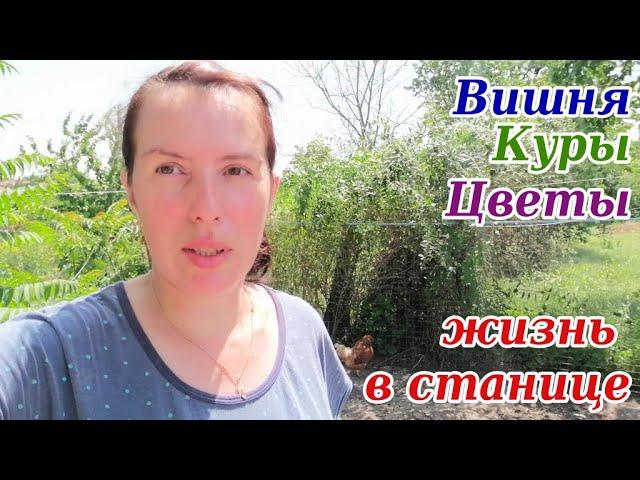 ЖИЗНЬ В СТАНИЦЕ/Вишнёвая пора/Вегетативные колеусы/ Переезд на Юг