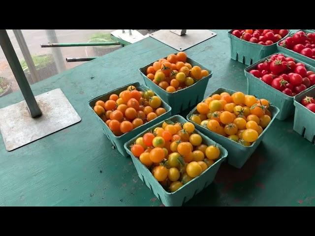 Saskatoon Farm . Обзор продукции . Собираем урожай ягоды Саскатун (ирги) . 29 июля 2024 г.