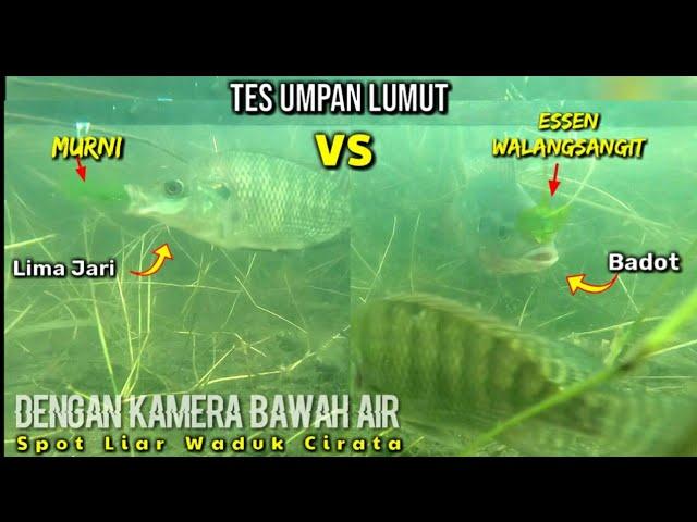 TES UMPAN LUMUT : Essen Daun WALANG SANGIT VS MURNI || Spot Liar Waduk Cirata