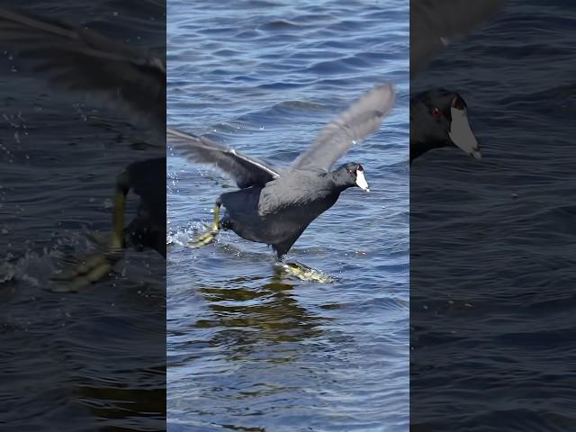 Have you ever seen a bird walk on water?