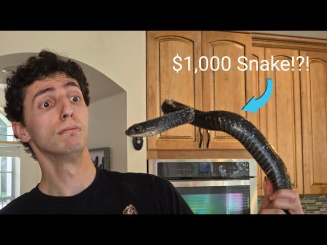 I spent $1,000 at the biggest reptile expo in the country!