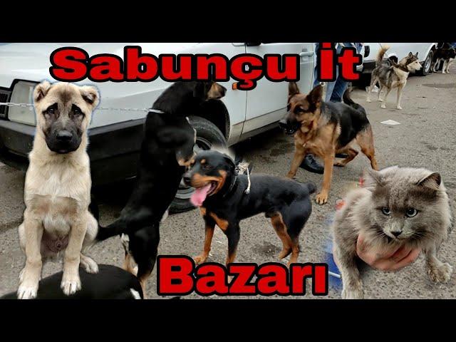 Sabunçu İt Bazarı 14.11.2021