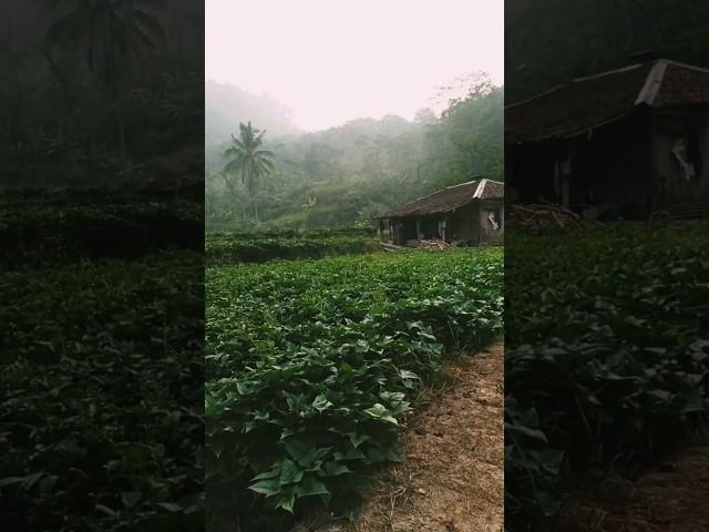 kampung yang sejuk di cianjur #kampungjawabarat