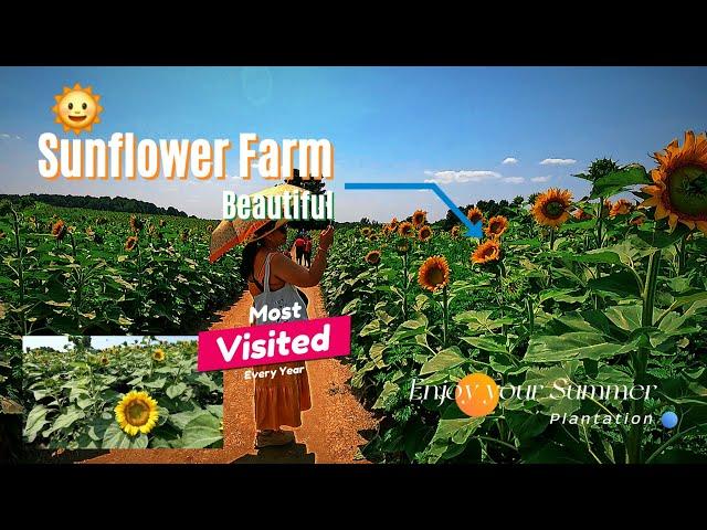 One of the Most Visited Sunflower Farm Every Year in the Province of Ontario