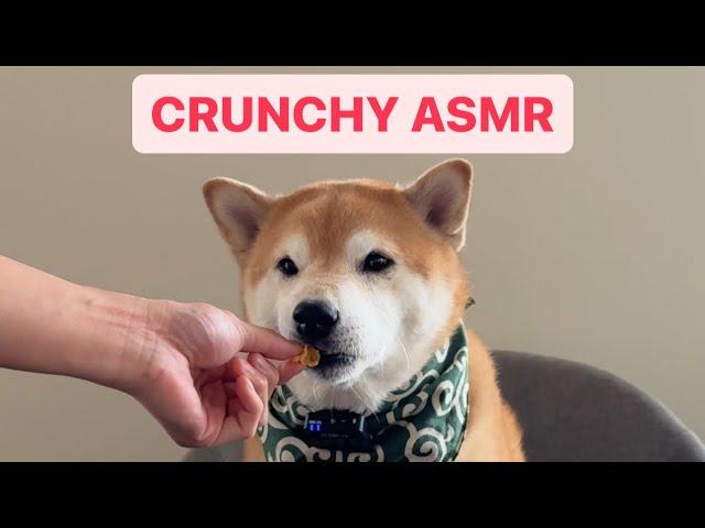 Shiba Eats Crunchy Cornflakes