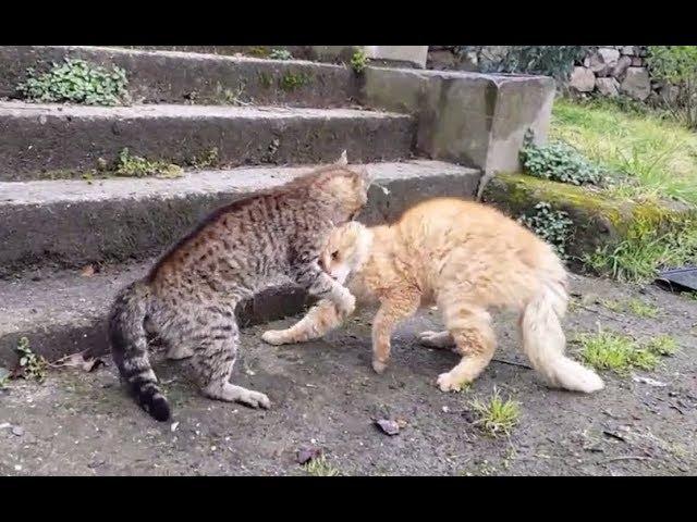 Epic Cat Fights Compilation 2019