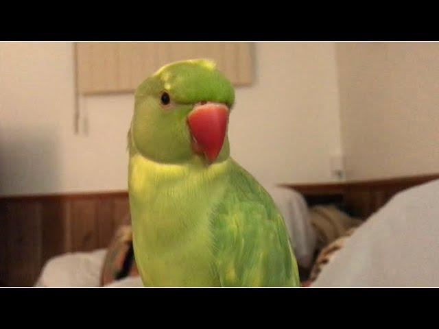 Super cute parrot loves talking and answering questions “so adorable”