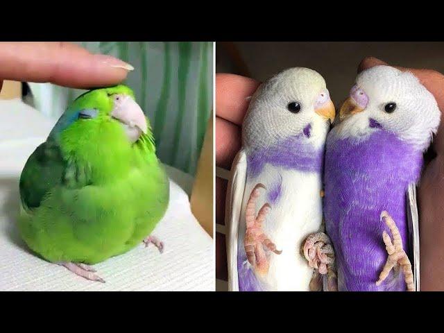 Smart And Funny Parrots Parrot Talking Videos Compilation (2023) - Cute Birds #7