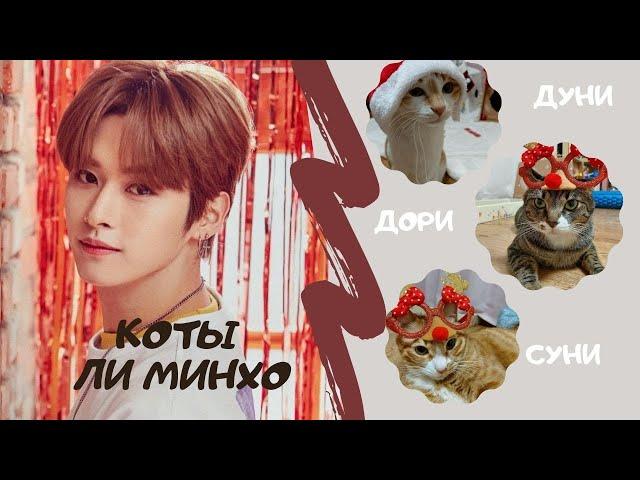 Запоминаем кошек Ли Минхо из Stray Kids| Guide to Lee Know's cats