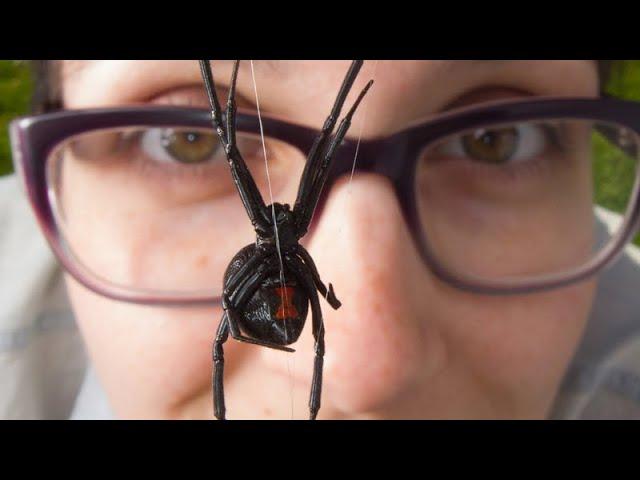 The bizarre mating behaviours of male black widow spiders