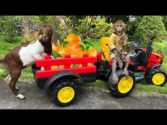 Bim Bim takes the goat to harvest orange and  vegetables | Full version