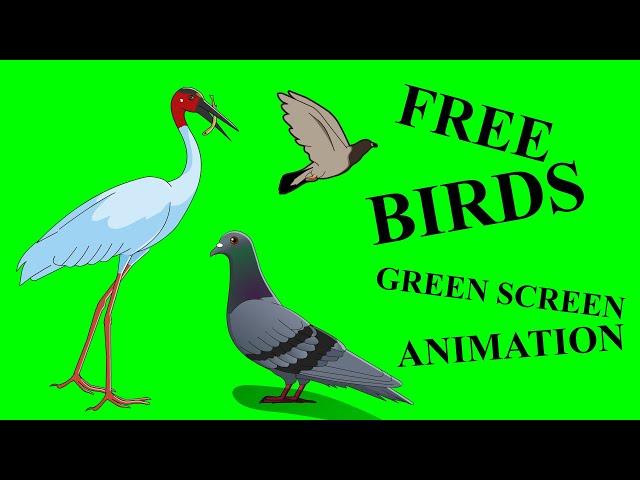 Free Green Screen Birds Animation