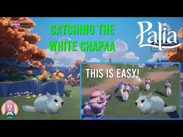 How to Catch Those White Chapaas EASILY in Palia!