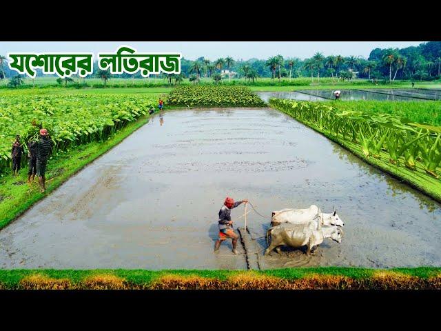 যশোরের কচুর লতির রাজা লতিরাজ || Panorama Documentary