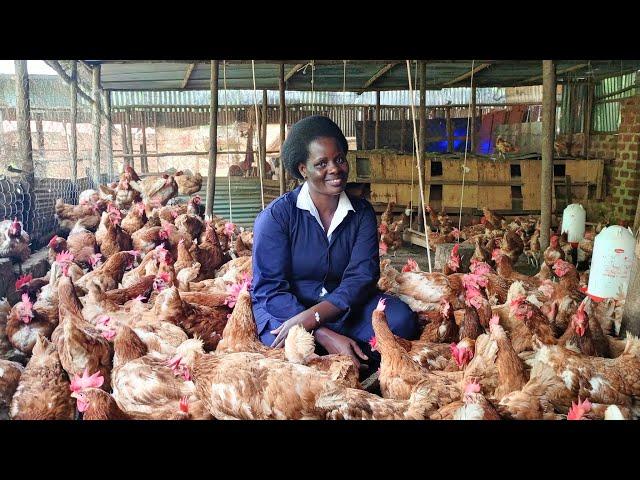 How to start poultry farming with little capital in 2023