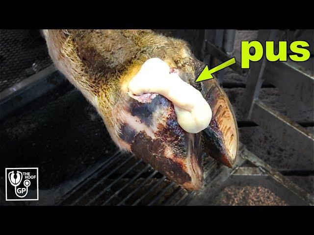 HUGE PUS ABSCESS in COWS HOOF | The Hoof GP