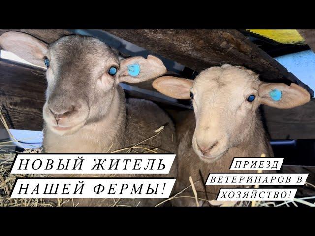 Привезли племенного барана Катумской породы! Показываем наши сыры! Молочная и мясная переработка!