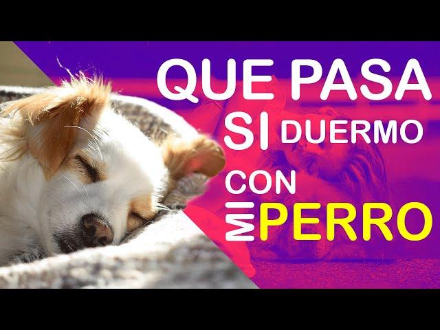 Que Pasa Si DUermo Con MI Perro?. // Dormir Con Mi Perro.