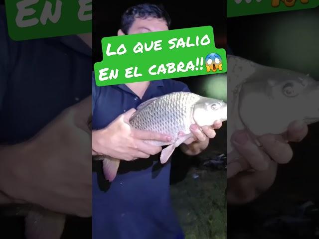 Que sorpresa lo que se pesco!!! #pesca #diquecabracorral #pescandocarpas