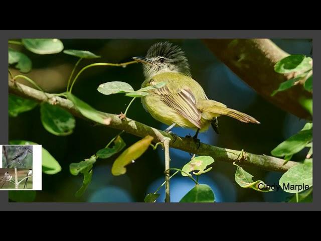 Tyrannidae, Flycatchers, Atrapamoscas, Bogota Birding - Taxonomia - Ecologia - Birds - Aves