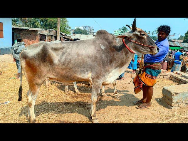 ৮/৩/২৫/ইন্ডিয়ান হরিয়ানা বলদ গুরুর আমদানি তুলনামূলক কম হলেও, দামে কম নয়।