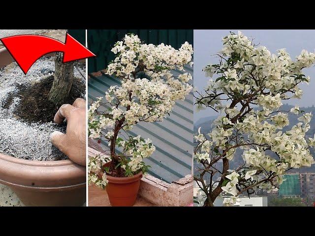 Bougainvillea not flowering? Do THIS & increase flowers QUICKLY