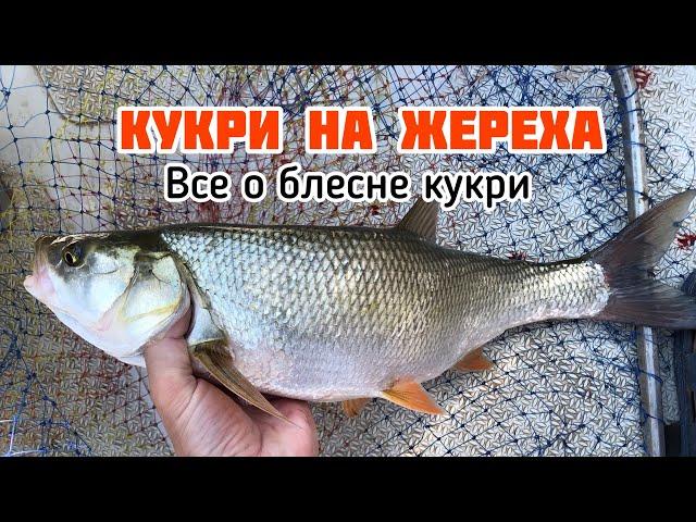 КУКРИ НА ЖЕРЕХА | ВСЕ О БЛЕСНЕ КУКРИ