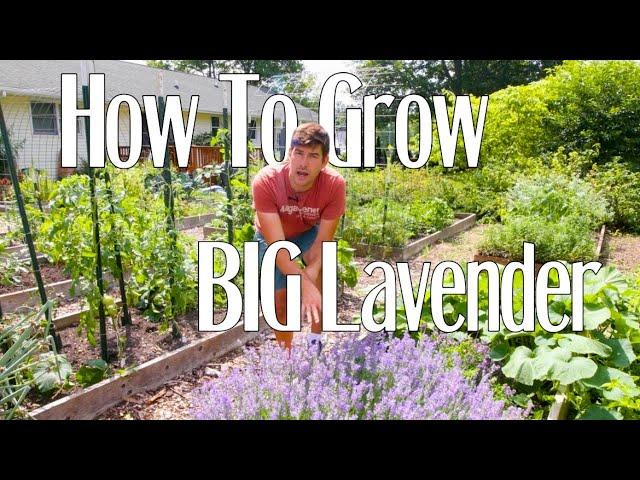 How To Grow Insane Amounts of Lavender Like A Pro