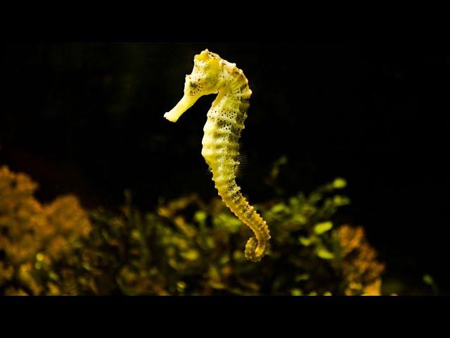 Aquatic Enigmas: The Secret Life of Seahorses Revealed