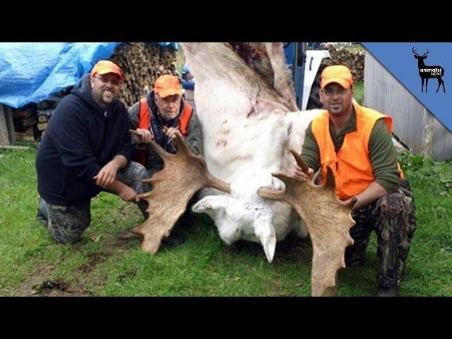 Hunters Kill Sacred White Moose - Natives Outraged!