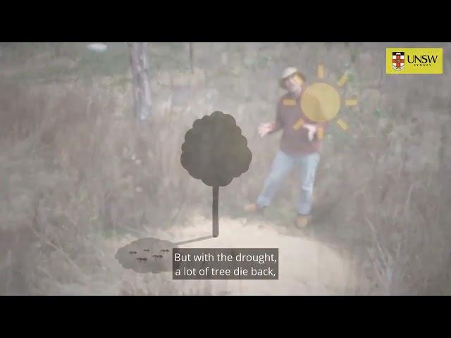 Video Episode: Central Placed Foragers [English captions]